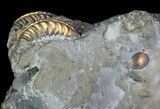 Pyritized Pleuroceras Ammonite Cluster - Germany #64846-2